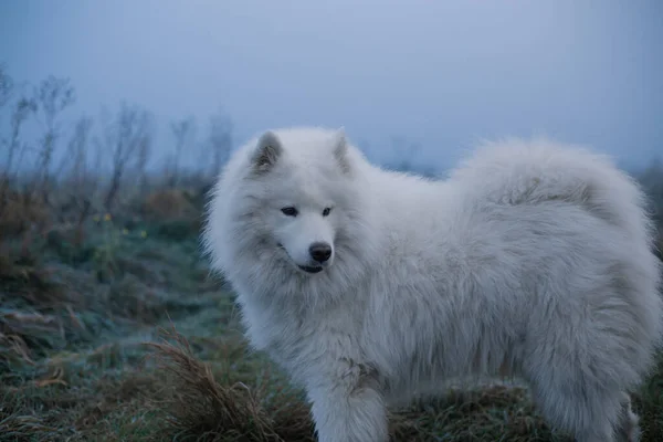 Samoyed White Dog Close — Fotografia de Stock