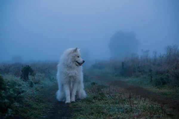 Samoyed White Dog Close — ストック写真