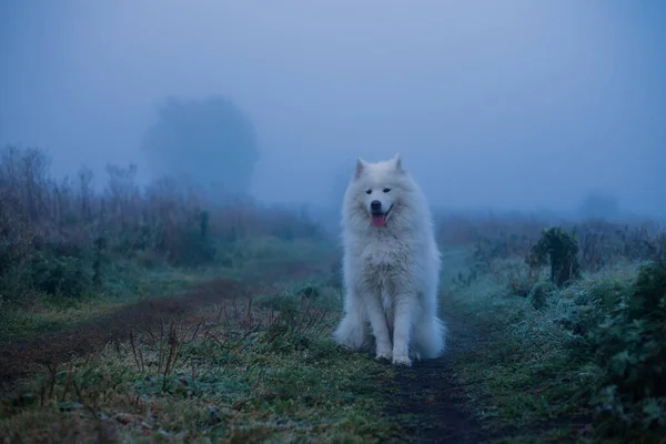 Самоїдний Білий Собака Крупним Планом — стокове фото