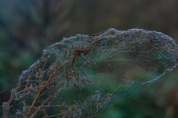 Ιστός Αράχνης Στεγνό Γρασίδι Νωρίς Πρωί — Φωτογραφία Αρχείου