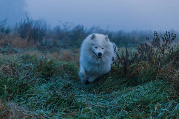 Samoyed Beyaz Köpek Yaklaş — Stok fotoğraf