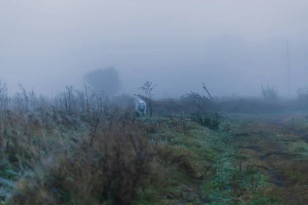 Samoyed White Dog Close — Stok fotoğraf