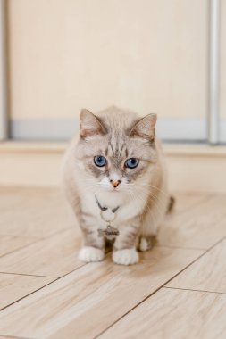 Evcil bir hayvanla ev hayatı. Kedi içeride.