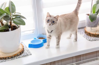 Home life with a pet. Cat inside
