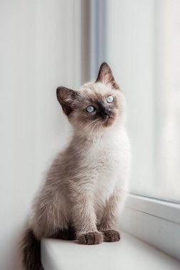 Evcil bir hayvanla ev hayatı. Kedi içeride.