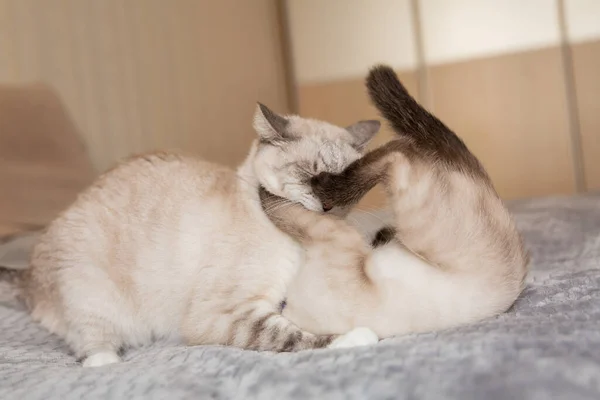 Vida Casa Com Animal Estimação Gato Dentro — Fotografia de Stock