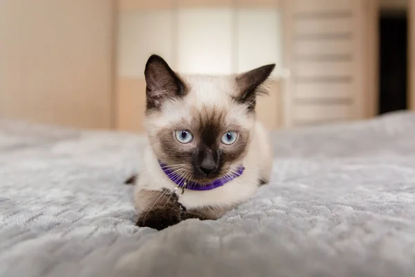 Home Life Pet Cat — 스톡 사진