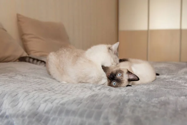 Vida Casa Con Una Mascota Gato Adentro — Foto de Stock