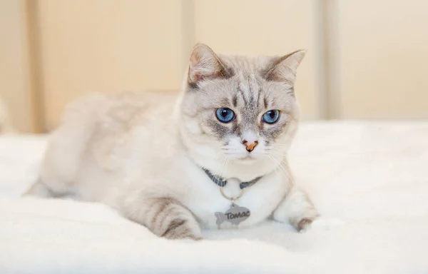 Vida Casa Com Animal Estimação Gato Dentro — Fotografia de Stock