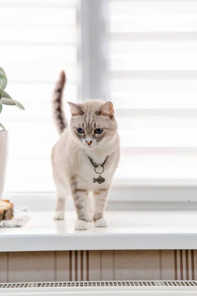 Home Life Pet Cat — Stockfoto