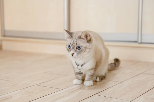 Home Life Pet Cat — Stockfoto