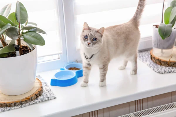 Vida Casa Com Animal Estimação Gato Dentro — Fotografia de Stock