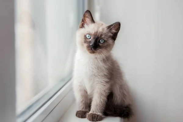 Vida Casa Con Una Mascota Gato Adentro —  Fotos de Stock