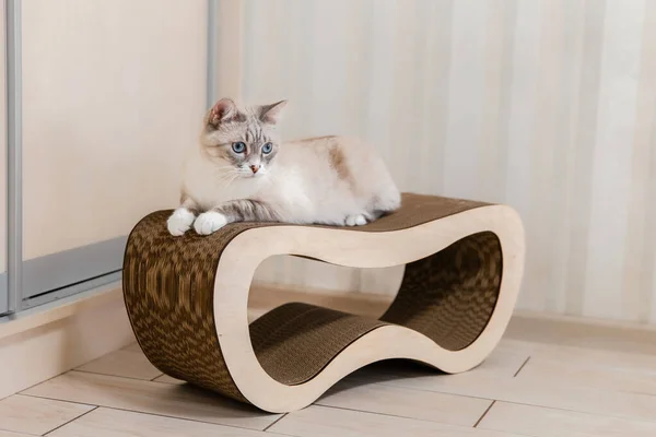 Home Life Pet Cat — Fotografia de Stock