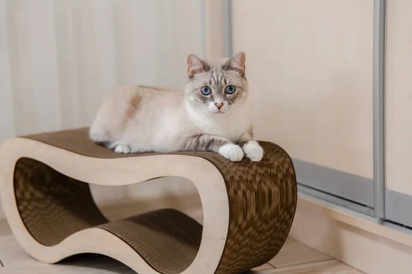 Vida Casa Com Animal Estimação Gato Dentro — Fotografia de Stock