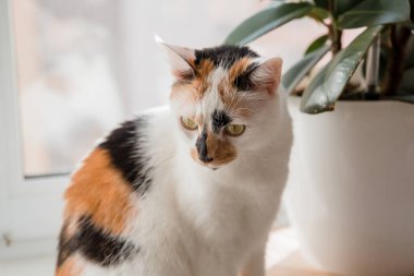 Evcil bir hayvanla ev hayatı. Kedi içeride.