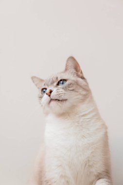 Home life with a pet. Cat inside