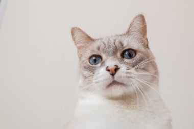 Evcil bir hayvanla ev hayatı. Kedi içeride.