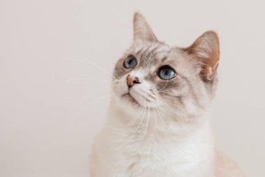 Evcil bir hayvanla ev hayatı. Kedi içeride.