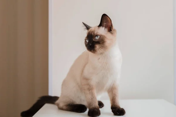 Home Life Pet Cat —  Fotos de Stock