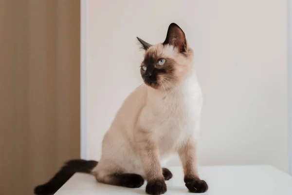 Vida Casa Com Animal Estimação Gato Dentro — Fotografia de Stock