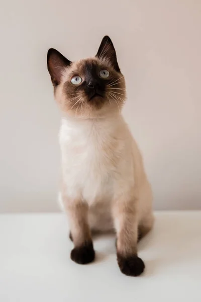 Domácí Život Zvířetem Kočka Dovnitř — Stock fotografie