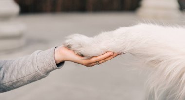 Sahibinin eli köpek pençesi tutuyor. Köpek, genç bir kadın sahibinin elini sıkıyor.