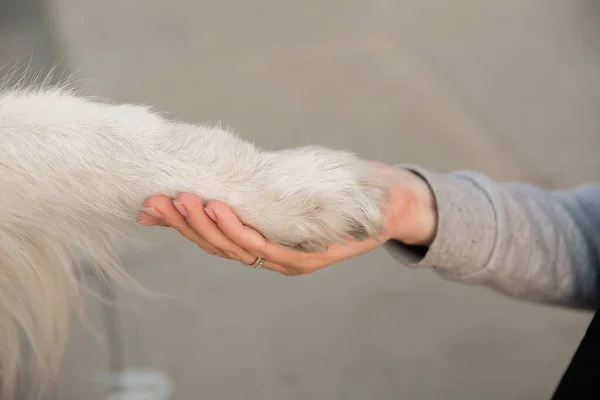 Hand of owner holding a paw of dog. Dog shaking hands with a young female  owner