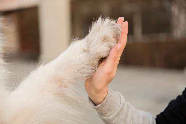 Hand Owner Holding Paw Dog Dog Shaking Hands Young Female — Fotografia de Stock