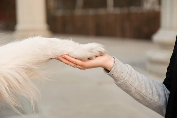 Hand Owner Holding Paw Dog Dog Shaking Hands Young Female — Fotografia de Stock