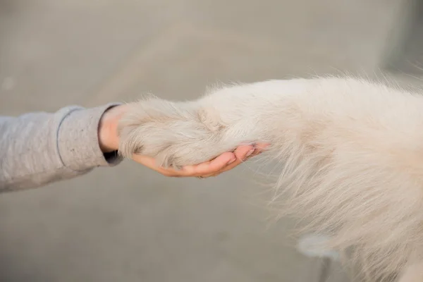 Hand of owner holding a paw of dog. Dog shaking hands with a young female  owner