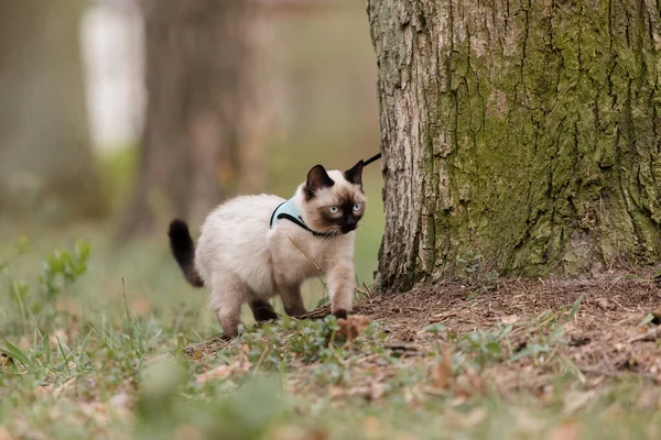 Gato Caminando Fuera Día Verano —  Fotos de Stock