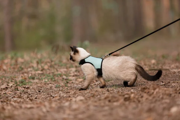 Gato Caminando Fuera Día Verano —  Fotos de Stock