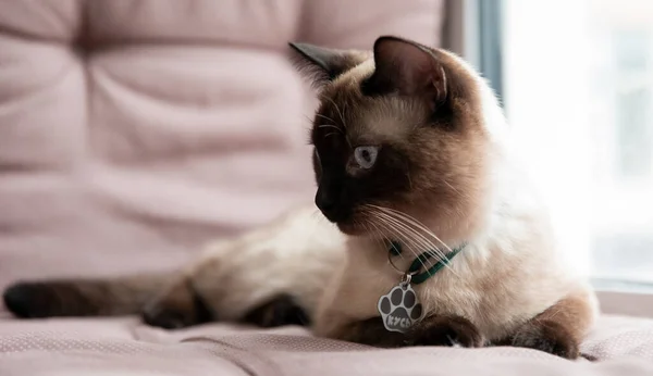 Vida Casa Con Una Mascota Gato Adentro Ojos Azules Gatos —  Fotos de Stock