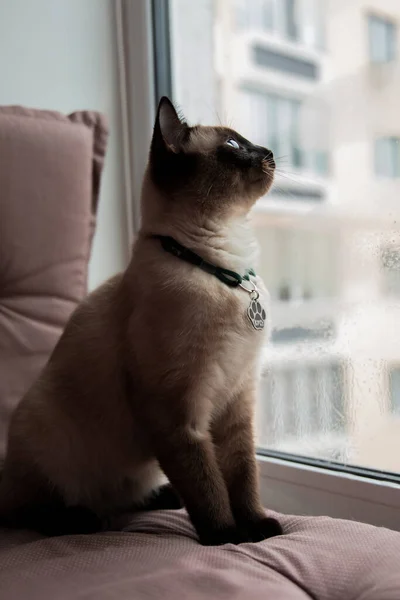 Home Life Pet Cat Blue Eyes Siamese Cats — 图库照片