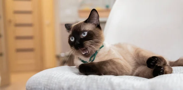 Vida Casa Com Animal Estimação Gato Dentro Olhos Azuis Gatos — Fotografia de Stock