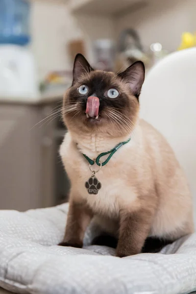 Domácí Život Zvířetem Kočka Dovnitř Modré Oči Siamské Kočky — Stock fotografie
