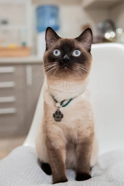 Evcil Bir Hayvanla Hayatı Kedi Içeride Mavi Gözler Siyam Kedileri — Stok fotoğraf