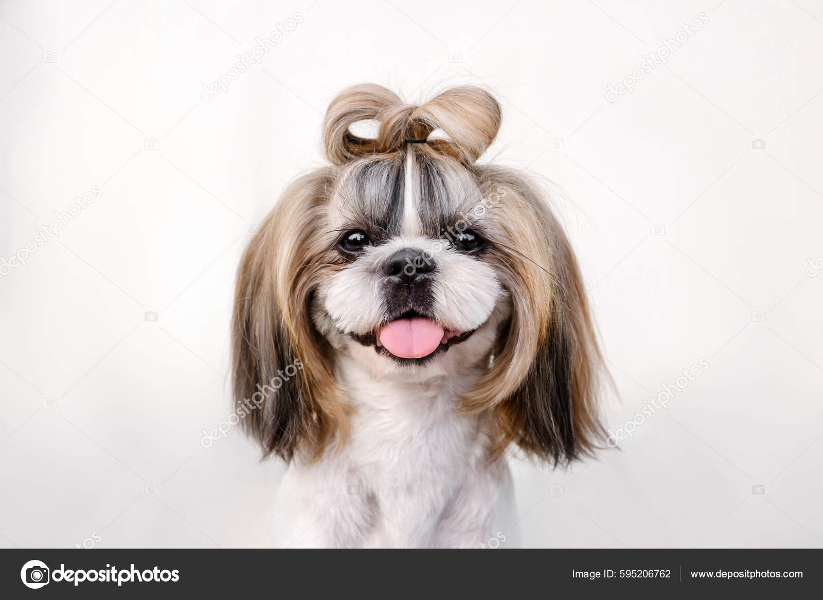 Cute Funny Shih Tzu Breed Dog Outdoors Dog Grooming Funny — Stock