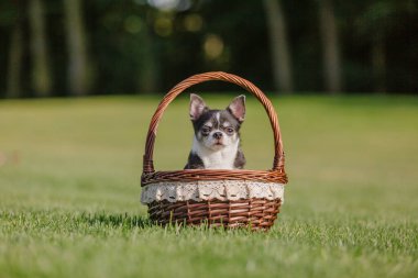 Cute chihuahua dog on green grass