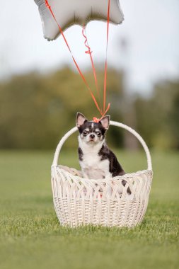 Cute Chihuahua dog with balloons
