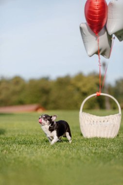 Cute Chihuahua dog with balloons