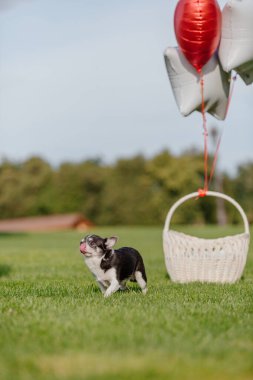Cute Chihuahua dog with balloons