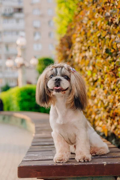 Cute Funny Shih Tzu Breed Dog Outdoors Dog Grooming Funny — Stok fotoğraf