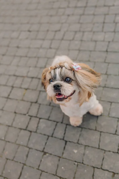 Cute Funny Shih Tzu Breed Dog Outdoors Dog Grooming Funny — стоковое фото