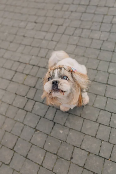 Cute Funny Shih Tzu Breed Dog Outdoors Dog Grooming Funny — Zdjęcie stockowe