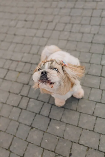 Cute Funny Shih Tzu Breed Dog Outdoors Dog Grooming Funny — Stock Fotó