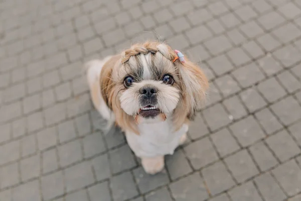 Cute Funny Shih Tzu Breed Dog Outdoors Dog Grooming Funny — 스톡 사진