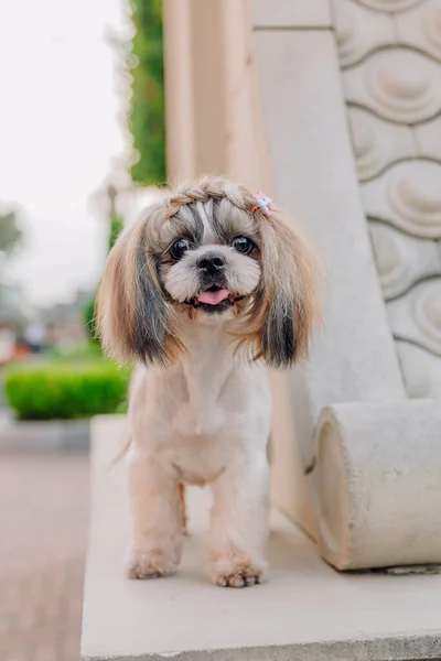 Cute Funny Shih Tzu Breed Dog Outdoors Dog Grooming Funny — Stock Photo, Image