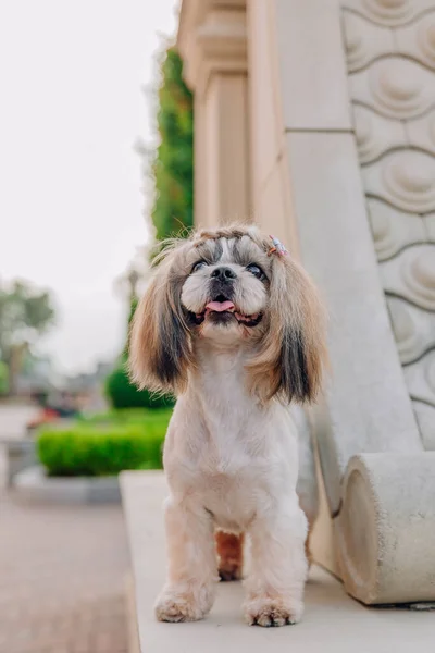 Cute Funny Shih Tzu Breed Dog Outdoors Dog Grooming Funny — Fotografia de Stock